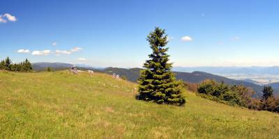 Popis: Skalky, vzadu Veľká Fatra