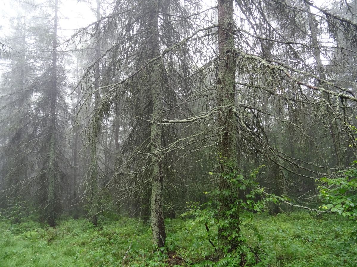Lesy na Čergově
