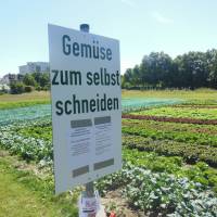 Popis: Kitzingen, samoobslužný prodej zeleniny