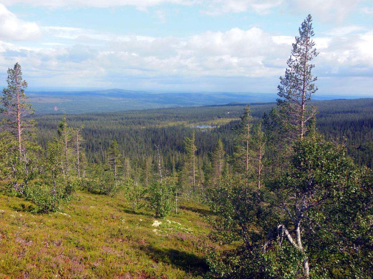 Výhled do lesnatého okolí nad Njupeskärem
