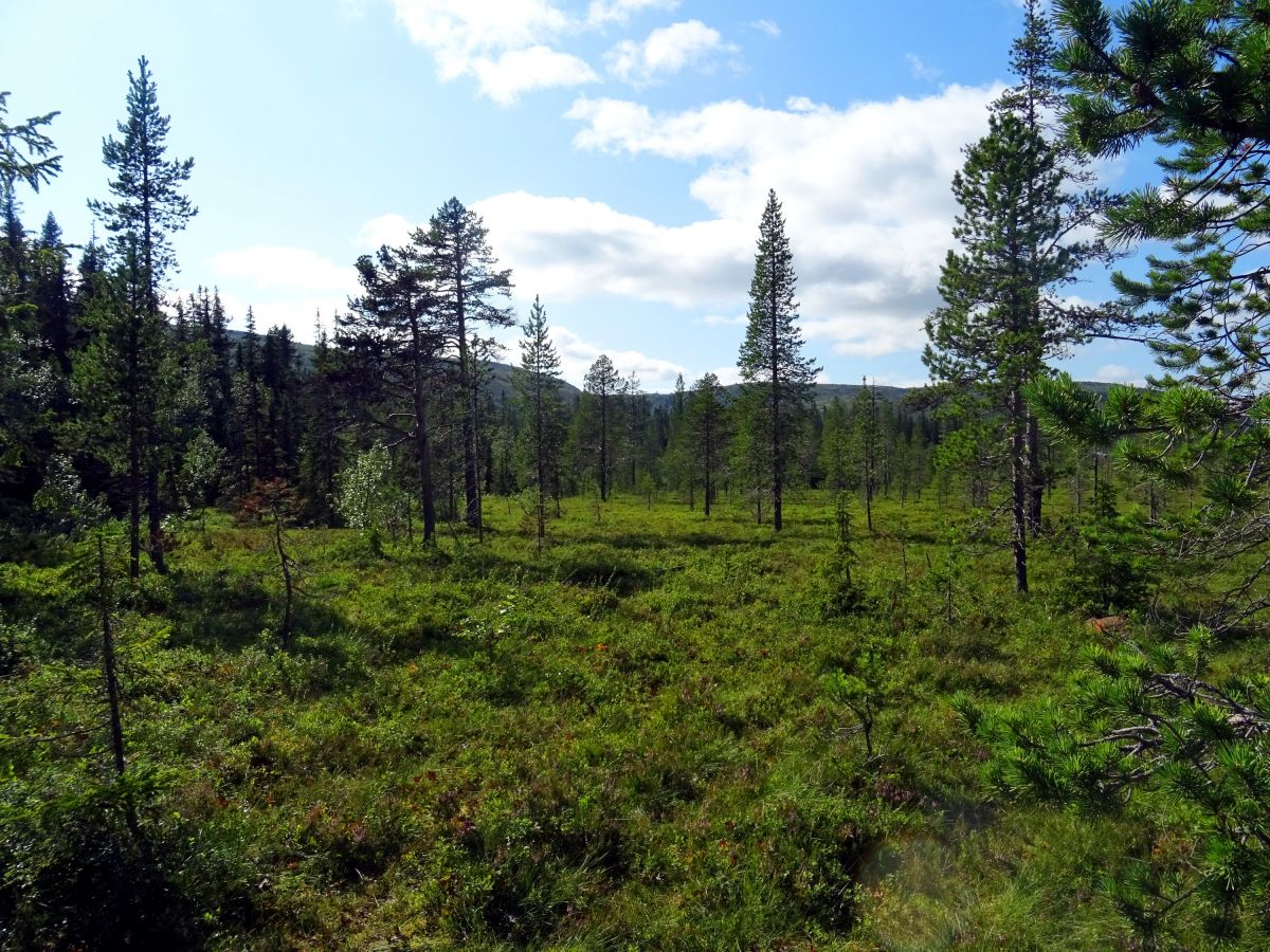 NP Fulufjället - bažiny na čumendu