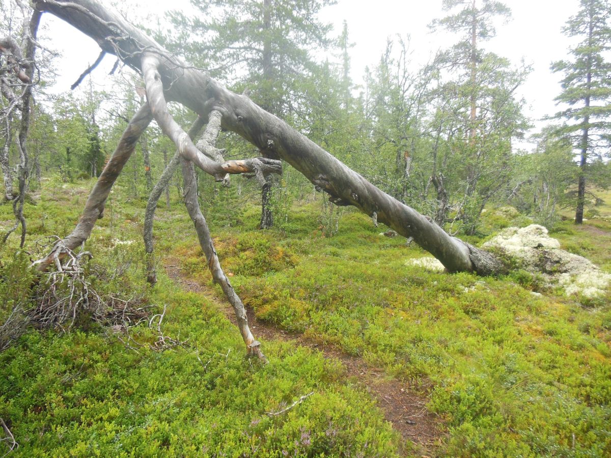 V rezervaci Drevfjällens