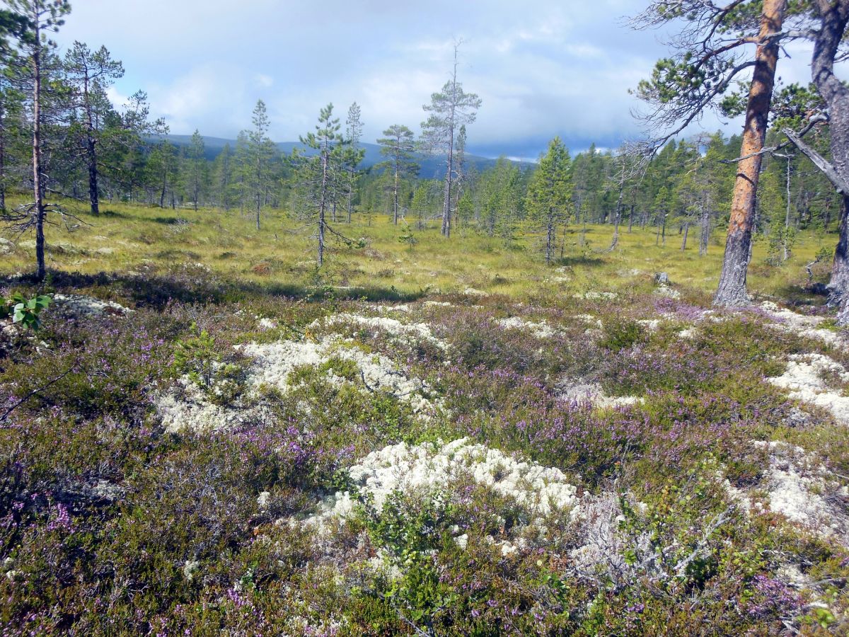 V rezervaci Drevfjällen