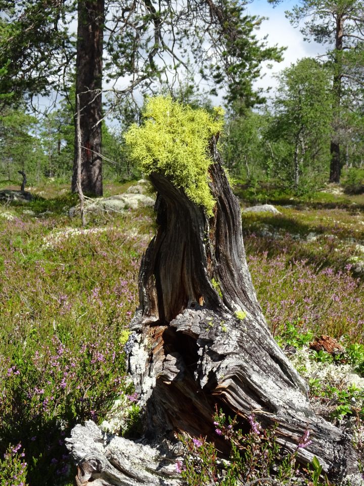 V rezervaci Drevfjällen