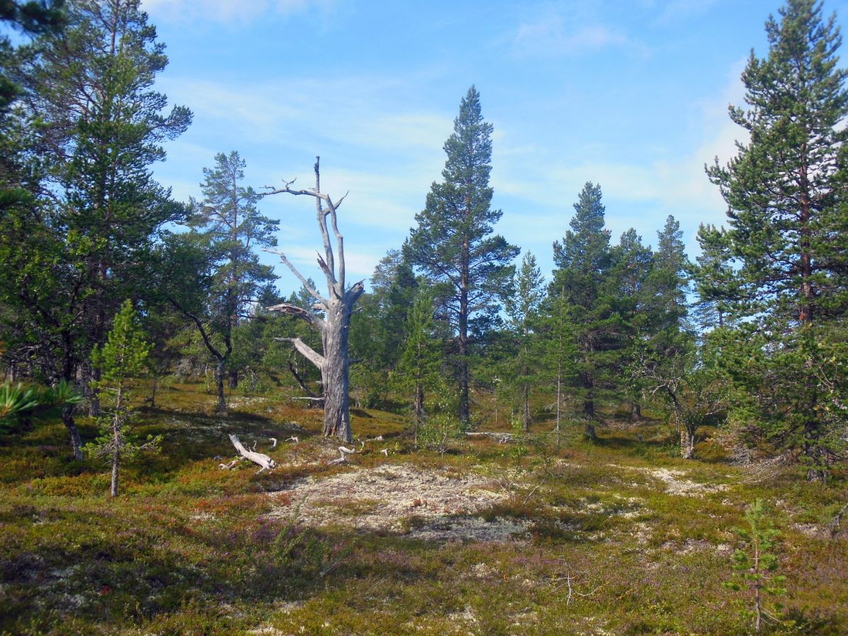 V národním parku Töfsingdalen