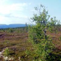 Popis: Od chaty Lilldalsstugan, na obzoru náhorní plošina národního parku Fulufjället