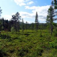 Popis: NP Fulufjället - bažiny na čumendu