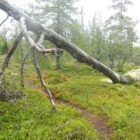 Popis: V rezervaci Drevfjällen
