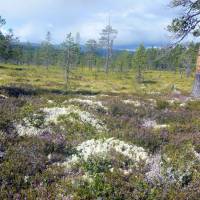 Popis: V rezervaci Drevfjällen