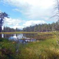 Popis: V rezervaci Drevfjällen