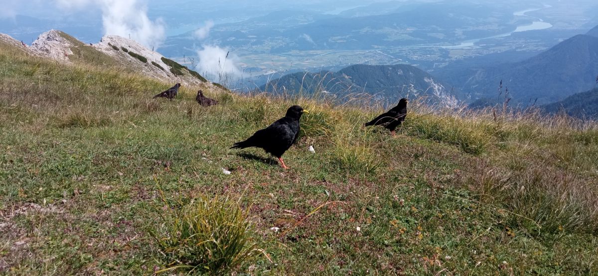 Mittagskogel, kavče žlutozubé