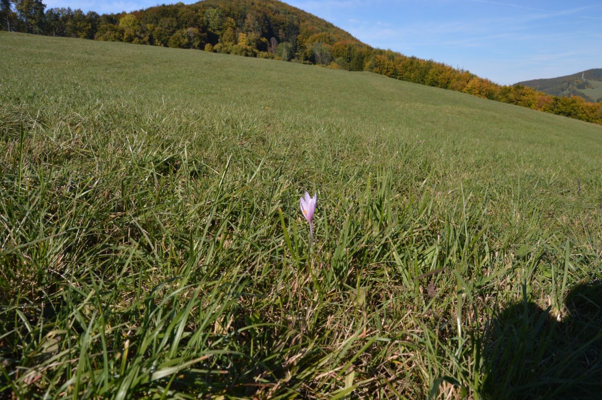 Nad Lilienfeldem