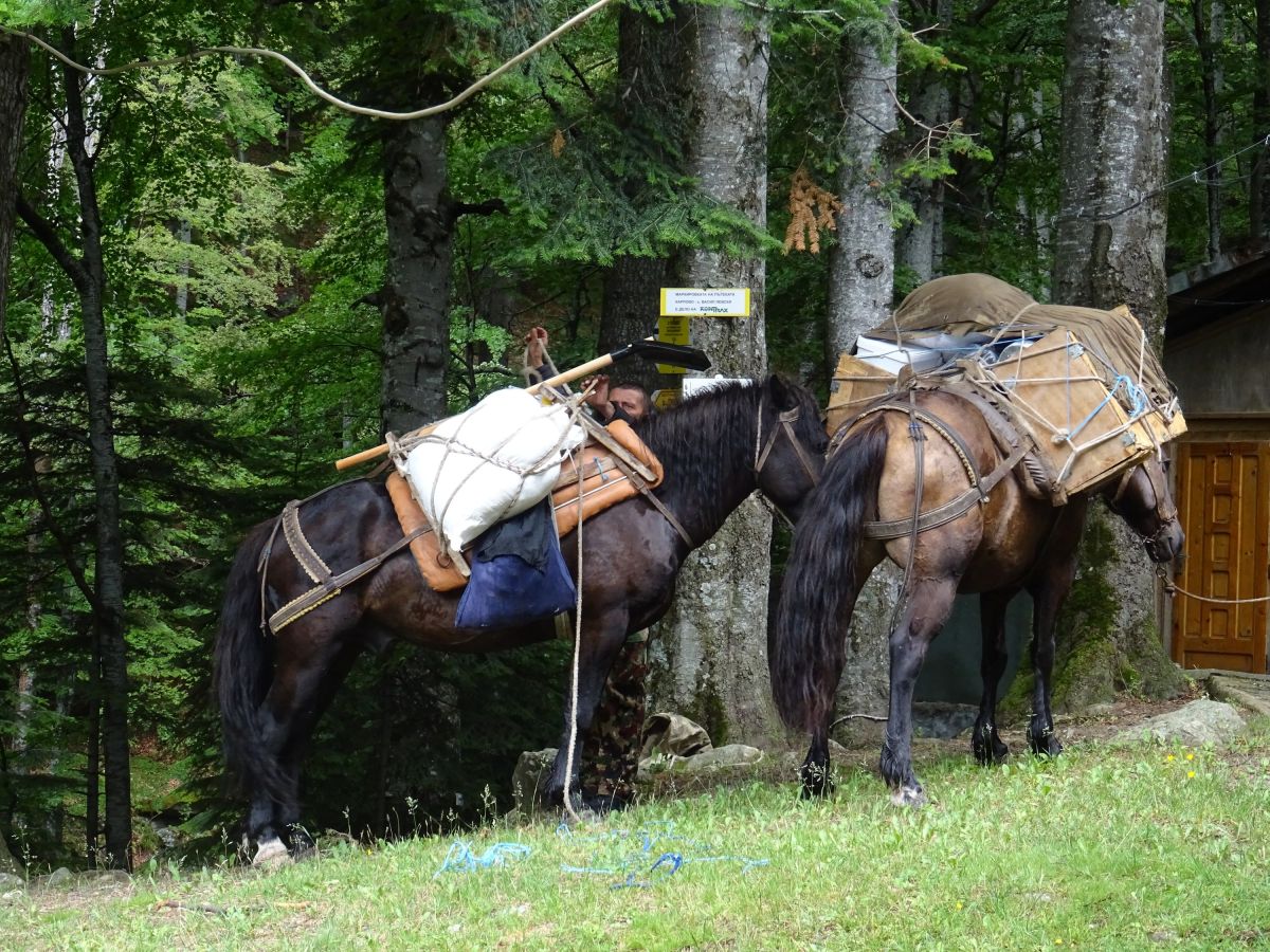 Nákladní koně na ch. Vasil Levski