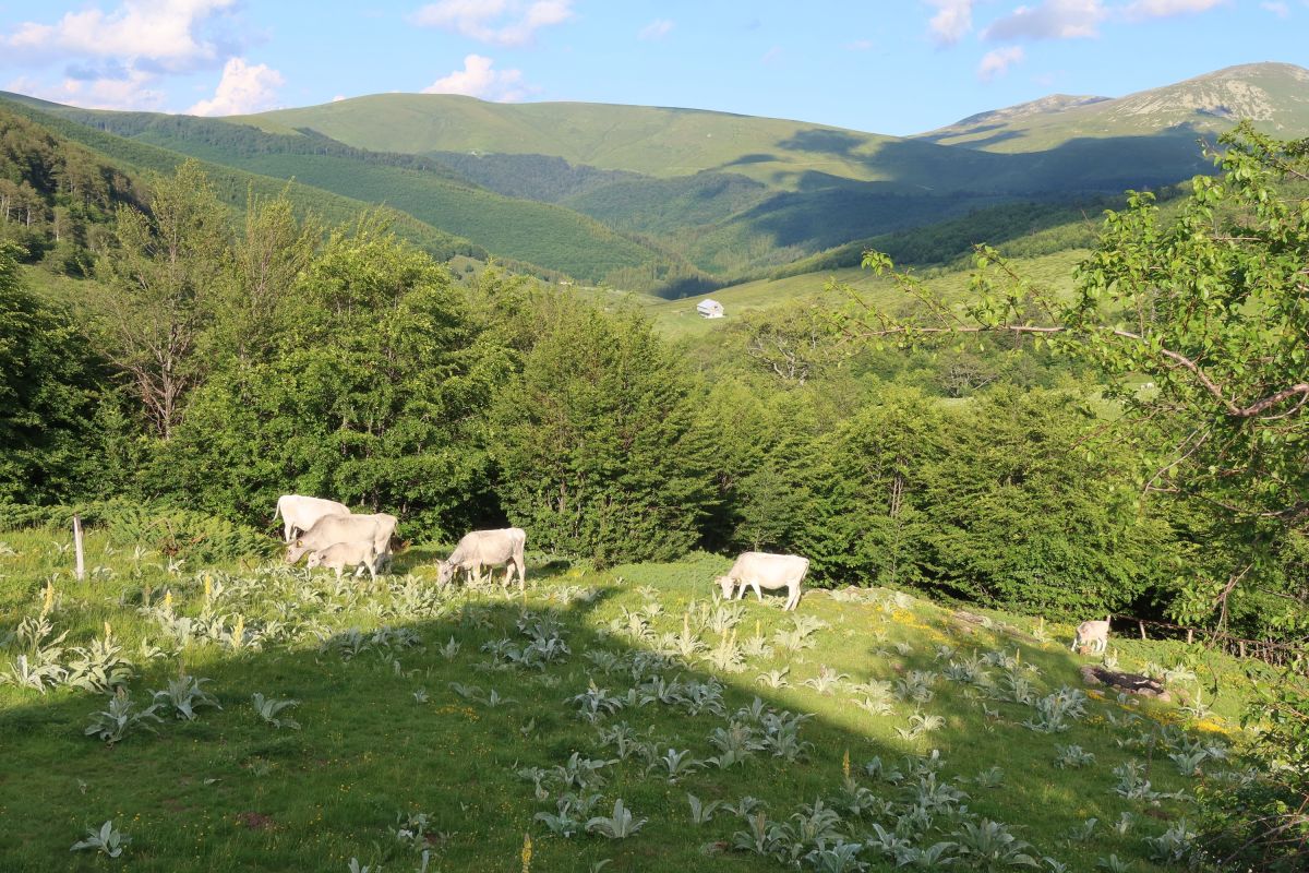 Od chaty Taža, vzadu masiv Triglavu