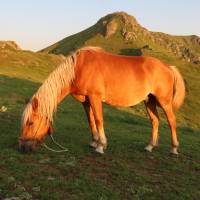 Popis: Koně u&nbsp;chaty Echo a hřeben Jumruka