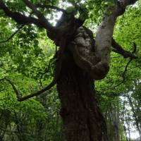 Popis: Nedaleko chaty Dermenka