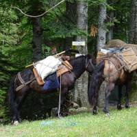 Popis: Nákladní koně na ch. Vasil Levski
