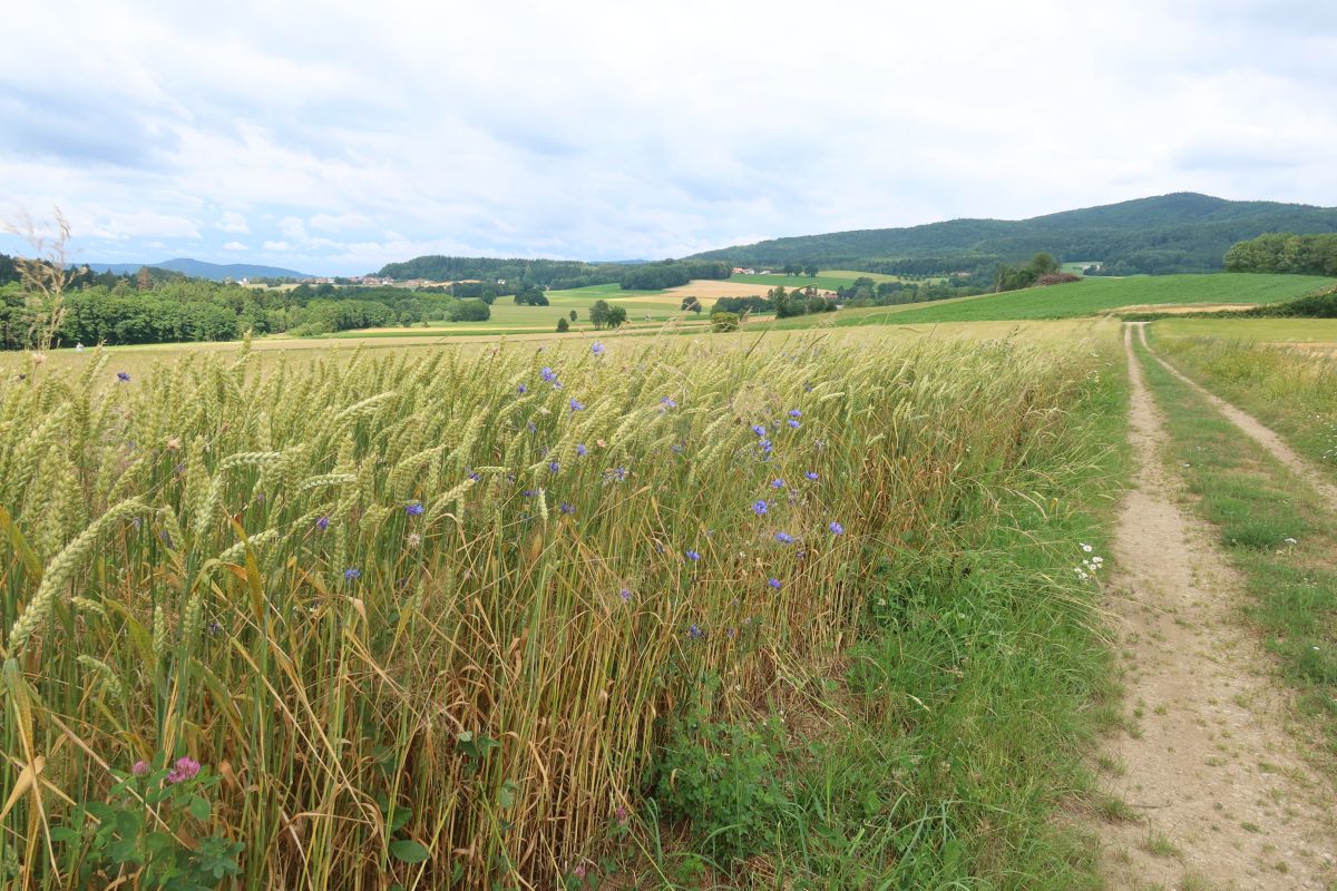 U Furth im Wald