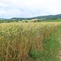Popis: U Furth im Wald