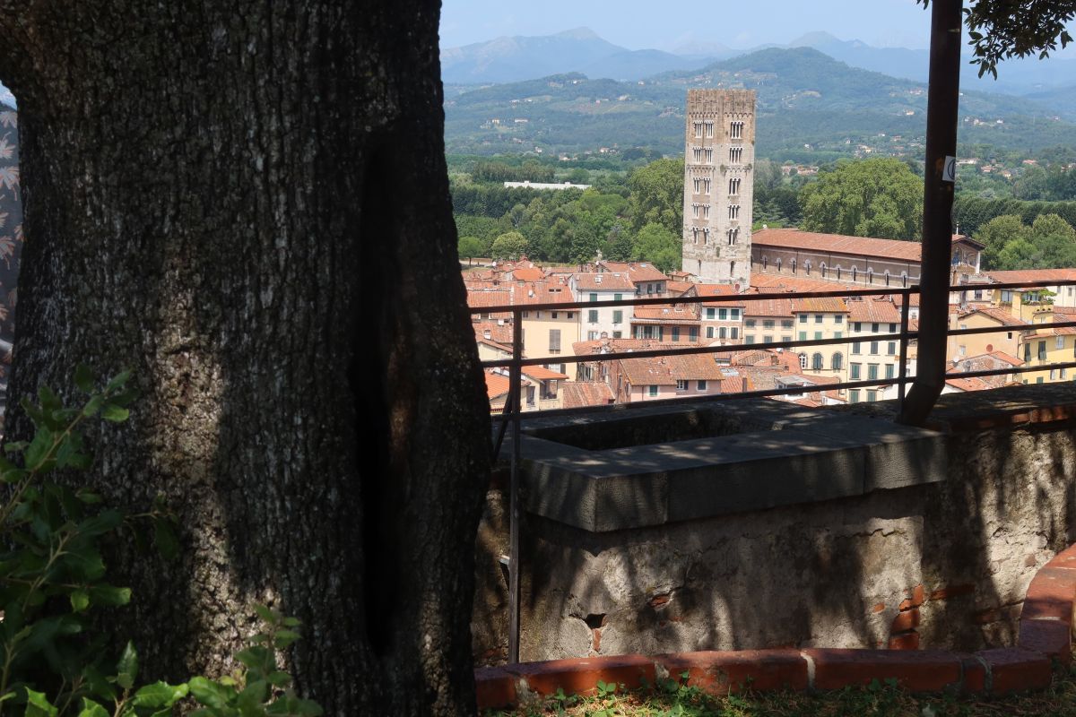 Lucca, lesík na střeše jedné z věží
