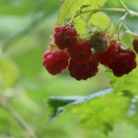 Popis: Koča pod Kremžarjevim vrhom