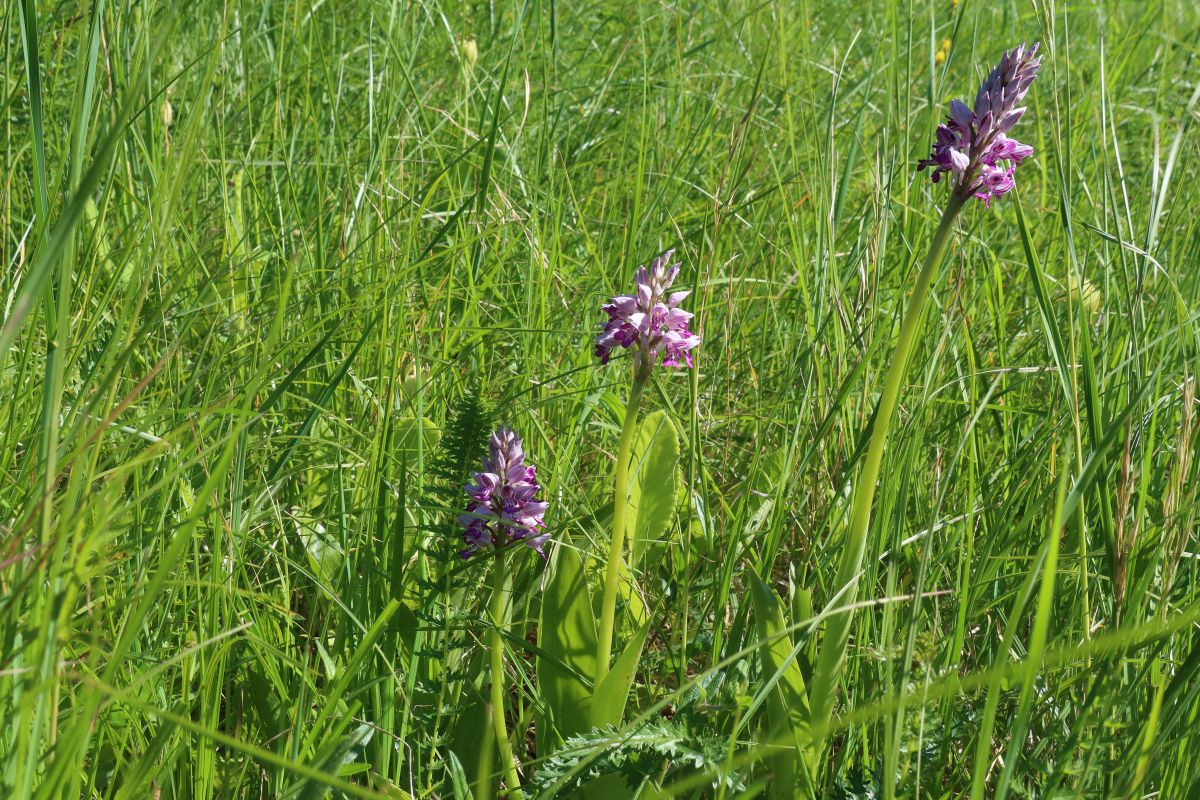 První a poslední orchidej u vlaku v Javorníku