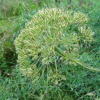 Popis: Pláň Bobbio