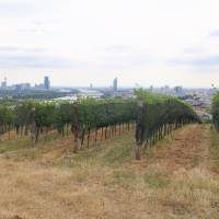 Popis: Vinice na Kahlenbergu