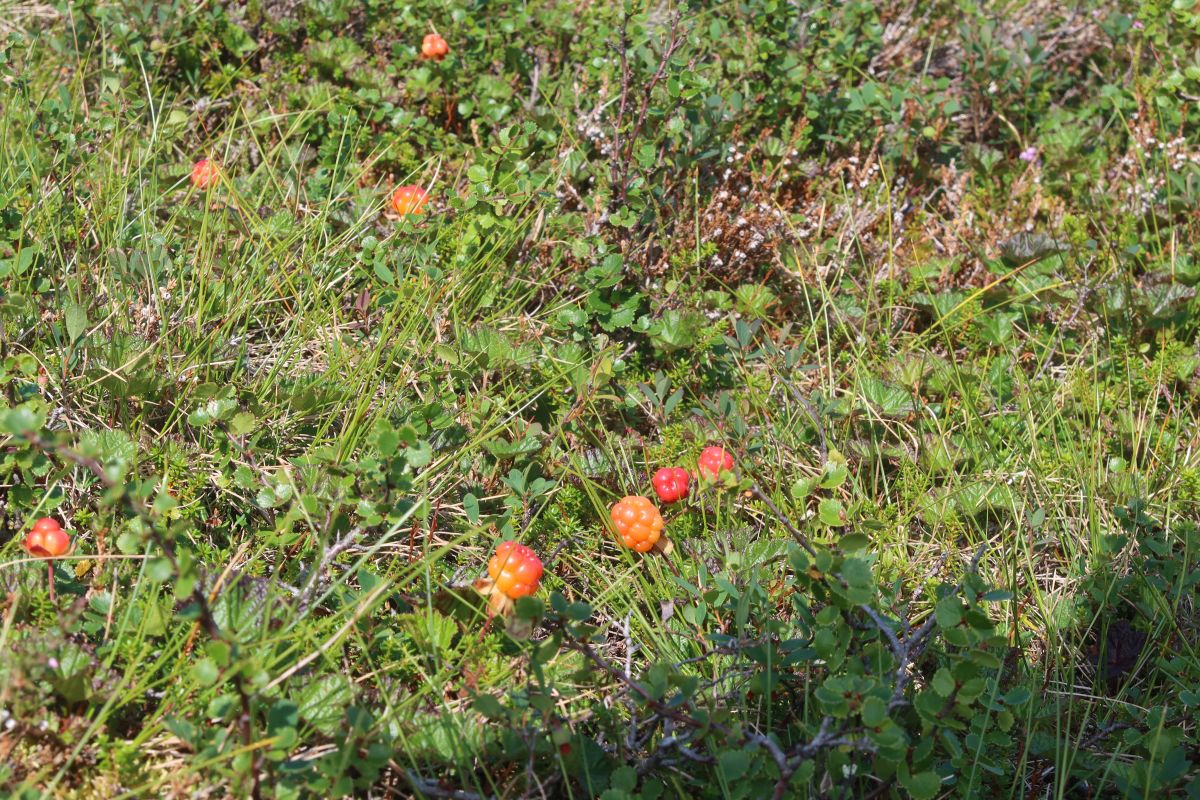 Moruška (ostružiník moruška)