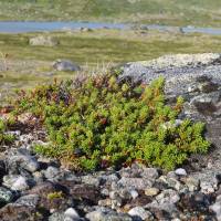 Popis: Šicha černá