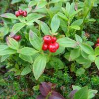 Popis: Dřín švédský