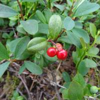 Popis: Brusnice brusinka