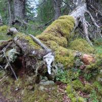 Popis: Po více než týdnu opravdový les