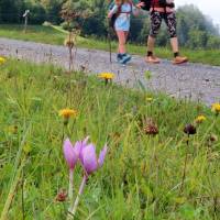 Popis: Pod Poštarskim domem