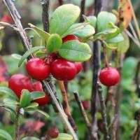 Popis: Crni vrh, brusinky