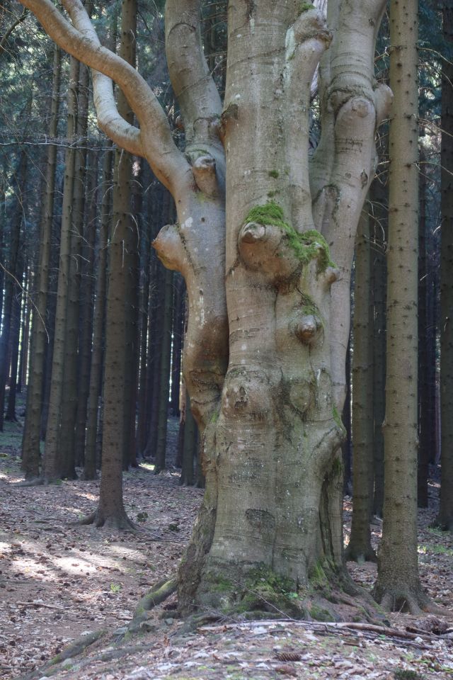 Pod Kotlovou