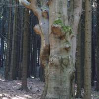 Popis: Pod Kotlovou